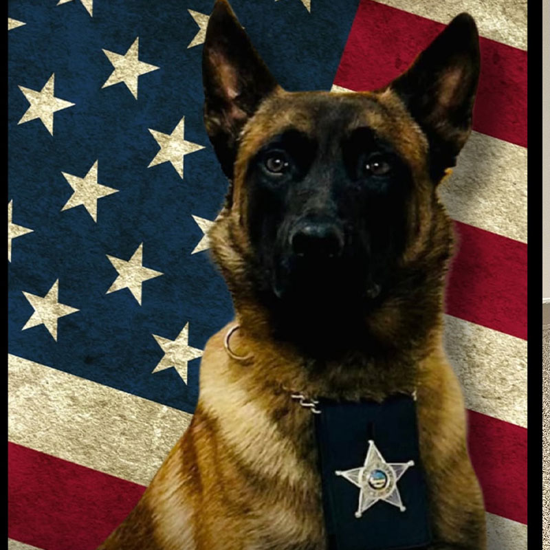 highland county k9 dom